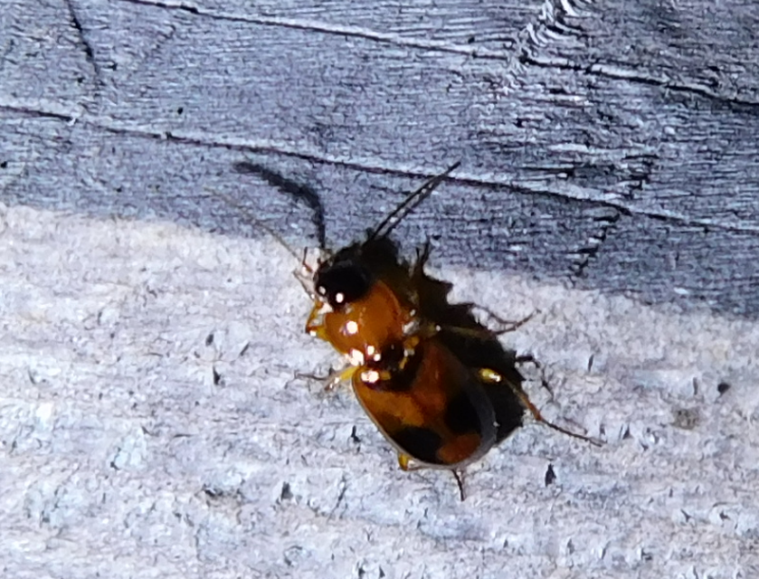 Badister meridionalis - közönséges posványfutonc