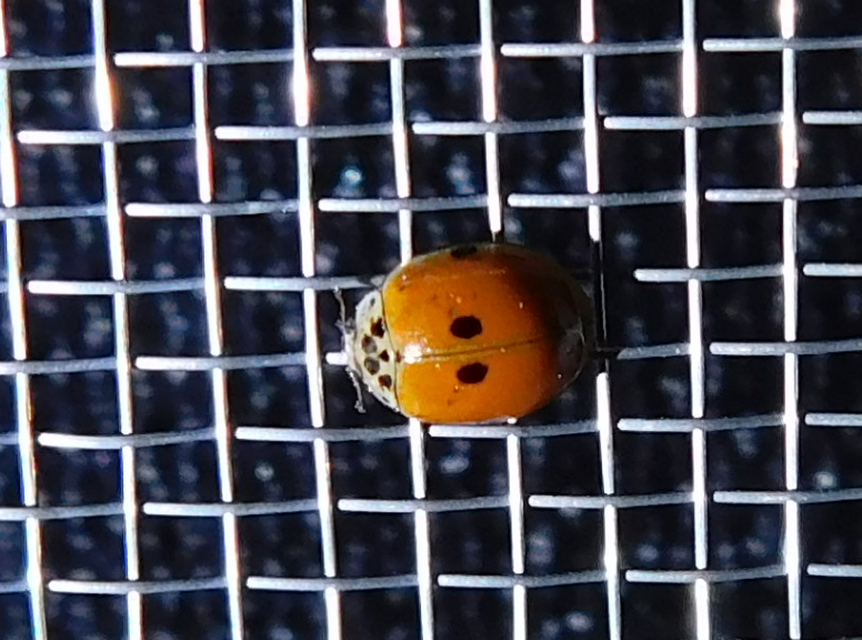 Adalia decempunctata - tízpettyes katica