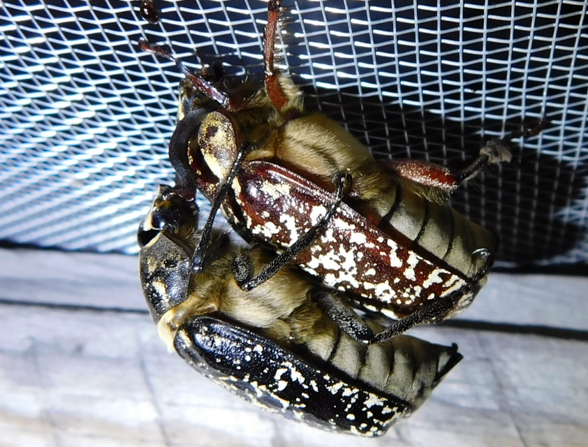 Polyphylla fullo - csapó cserebogár
