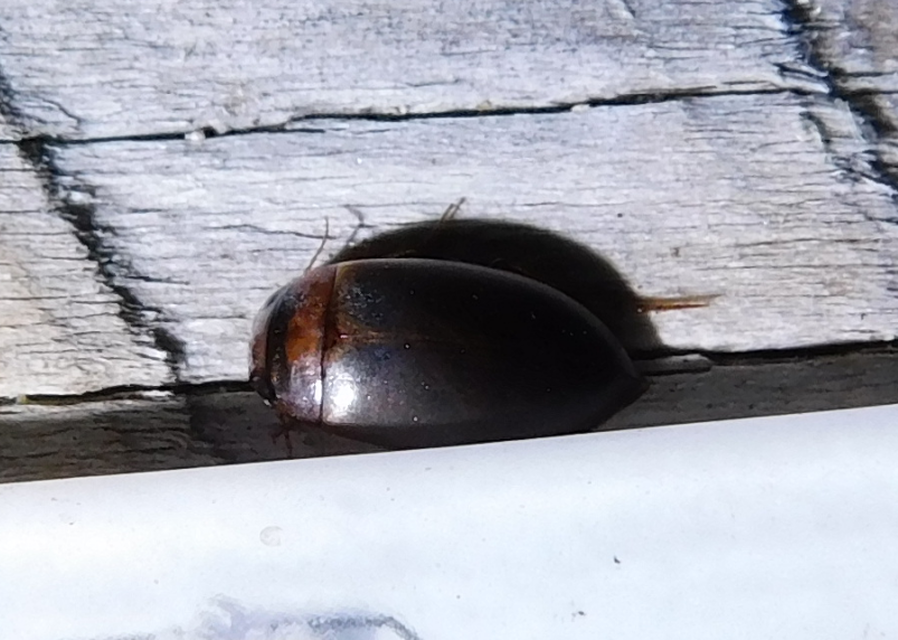 Liopterus haemorrhoidalis - rozsdás csíkbogár Liopterus haemorrhoidalis - rozsdás csíkbogár