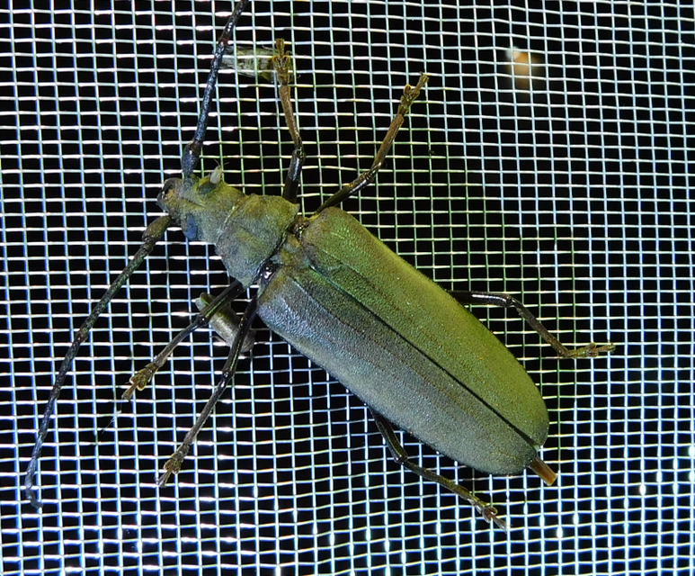 Aegosoma scabricorne - diófacincér