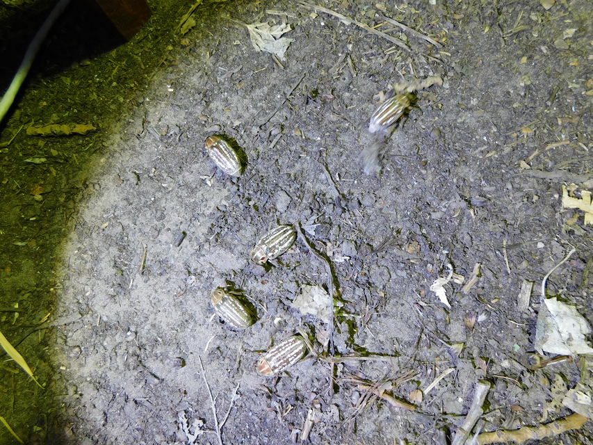 Anoxia orientalis - keleti cserebogár