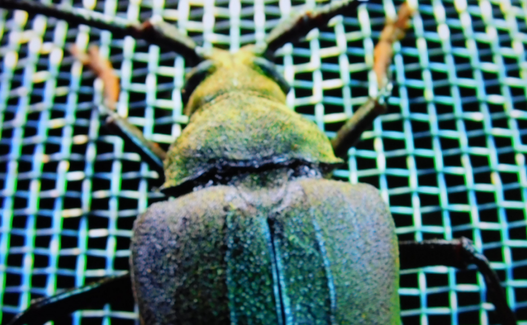 Aegosoma scabricorne - diófacincér