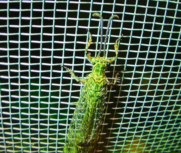 Distoleon tetragrammicus - négyfoltos hangyaleső
