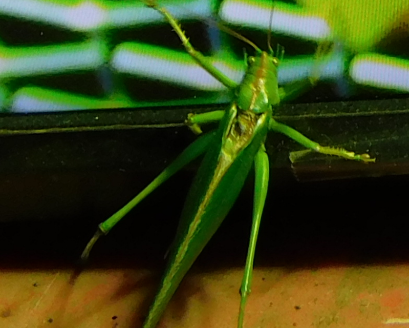 Tettigonia viridissima - zöld lombszöcske