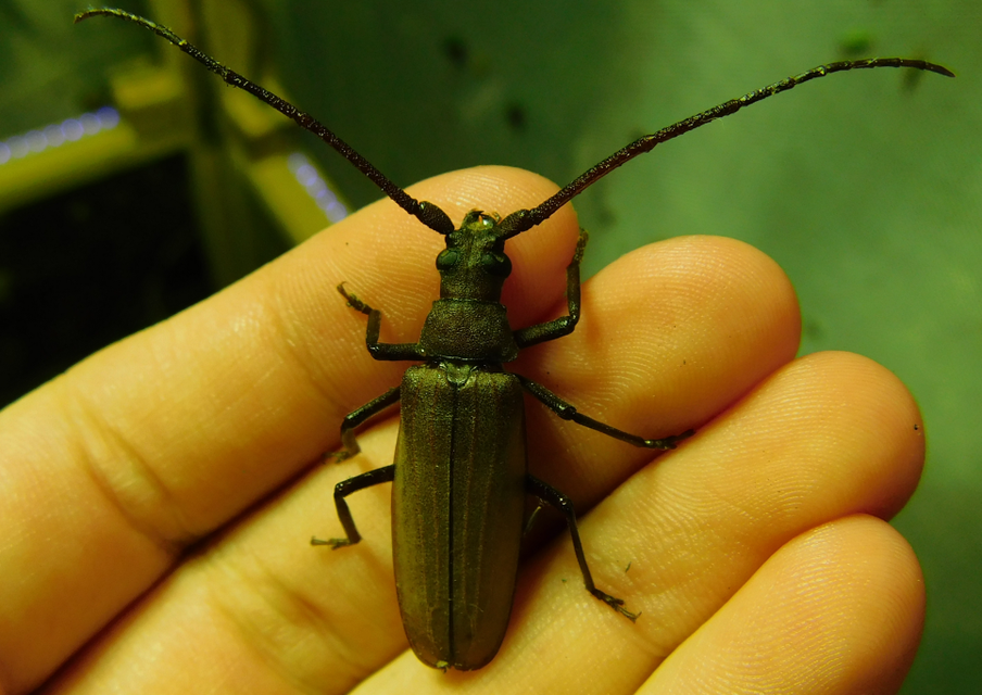 Aegosoma scabricorne - diófacincér