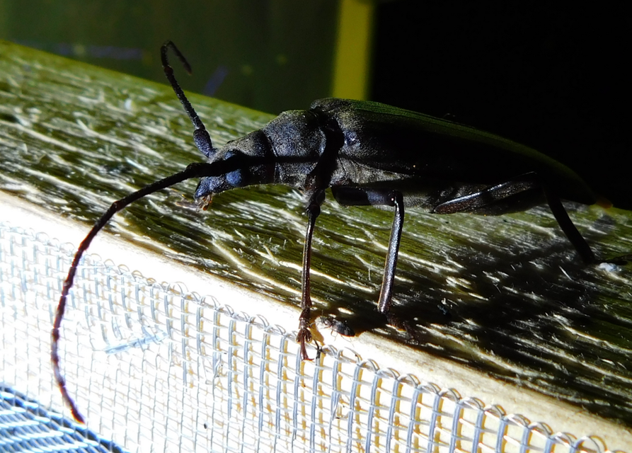 Aegosoma scabricorne - diófacincér