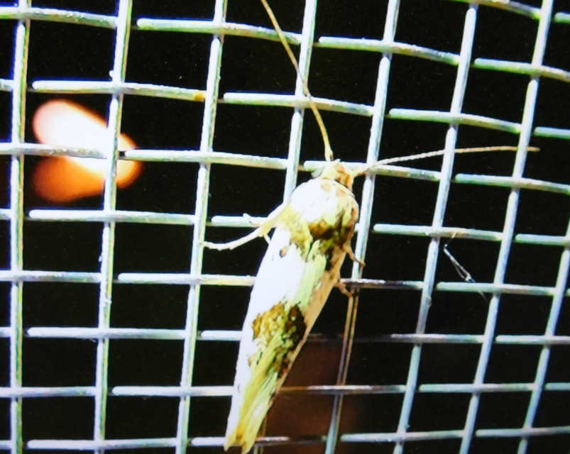 Episcythris triangulella - mediterrán zöldmoly