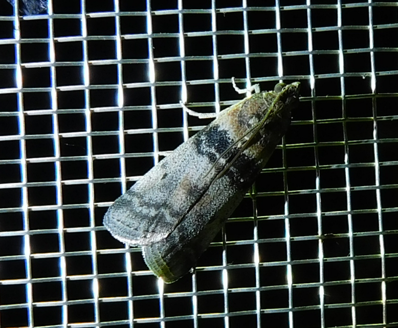 Sciota