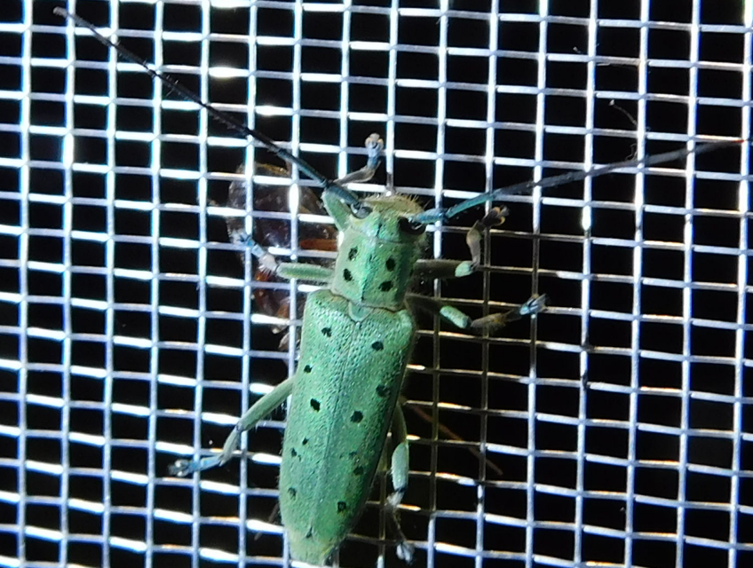 Saperda punctata - pettyes szilcincér Saperda punctata - pettyes szilcincér