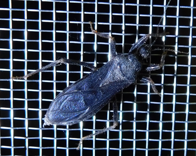 Reduvius personatus - szemetes zugpoloska