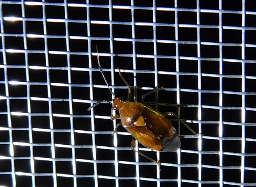 Deraeocoris ruber - vöröses mezeipoloska