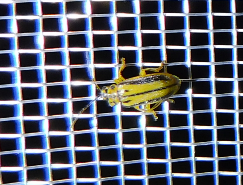 Xanthogalerucella luteola - szilfa-olajosbogár