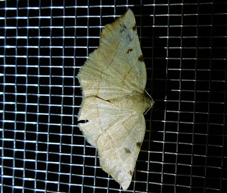 Eilicrinia trinotata - háromjegyű araszoló