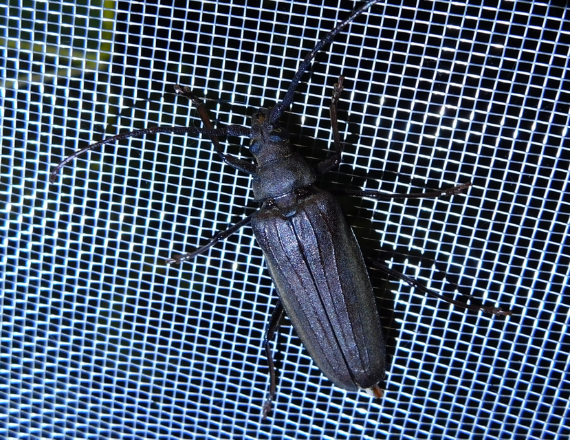 Aegosoma scabricorne - diófacincér