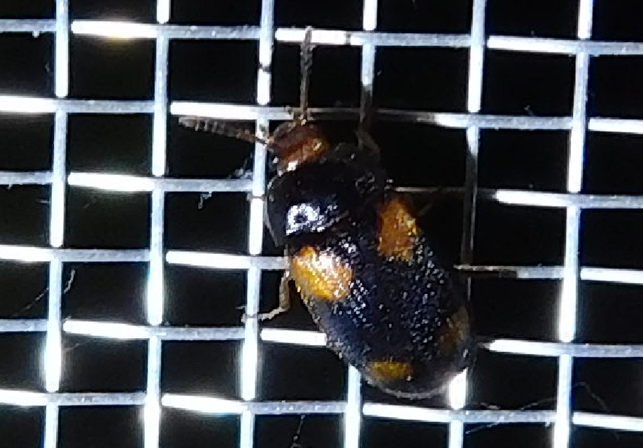 Mycetophagus quadripustulatus - négyfoltos gombabogár
