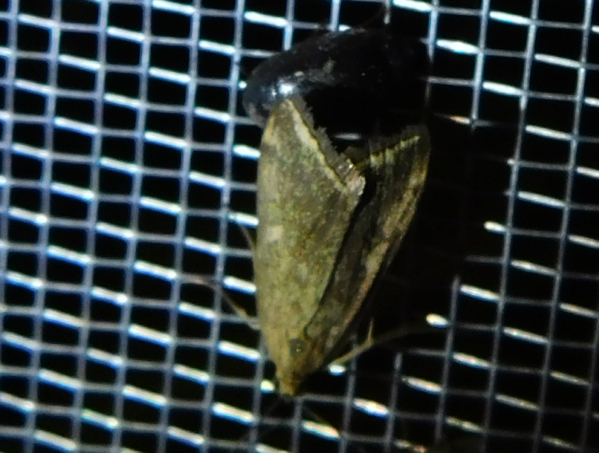 Loxostege sticticalis - muszkamoly