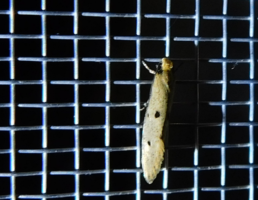 Tinea trinotella - hárompettyes fészekmoly