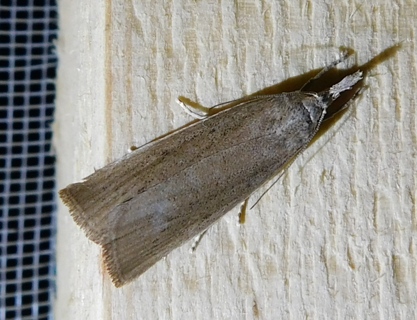 Calamotropha paludella - barna nádlevélmoly