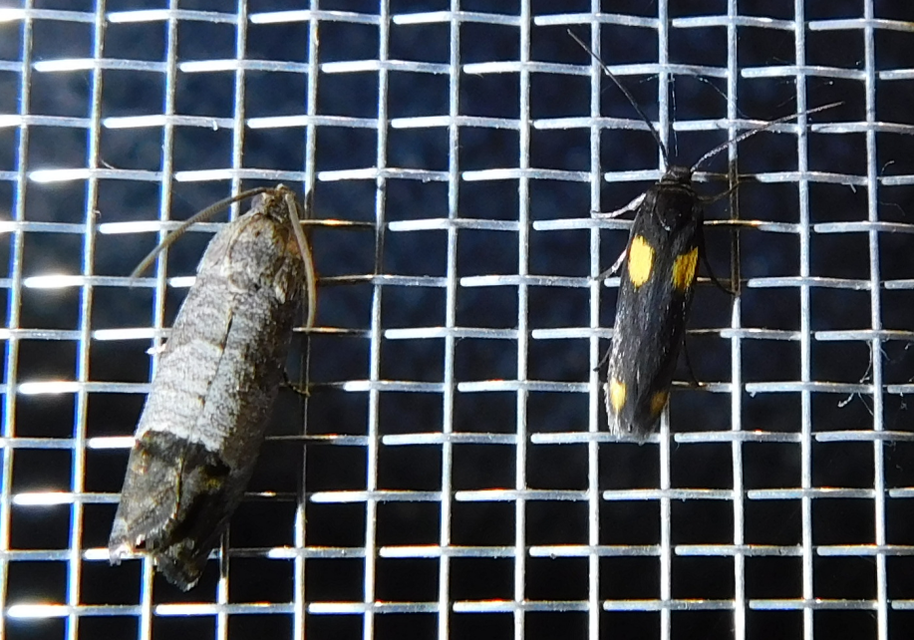 Scythris sinensis - aranyfarú zöldmoly