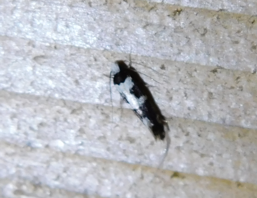 Neurothaumasia ankerella - magyarmoly