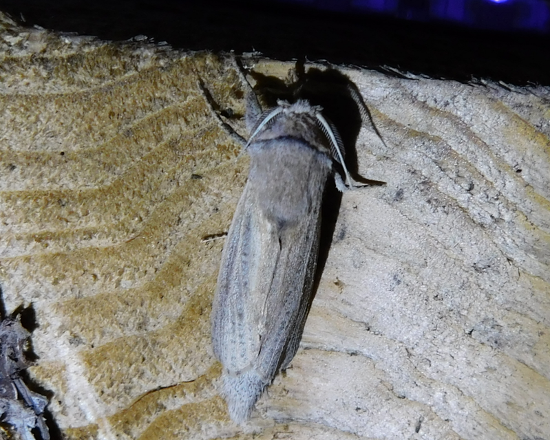 Phragmataecia castaneae - nádfúrólepke