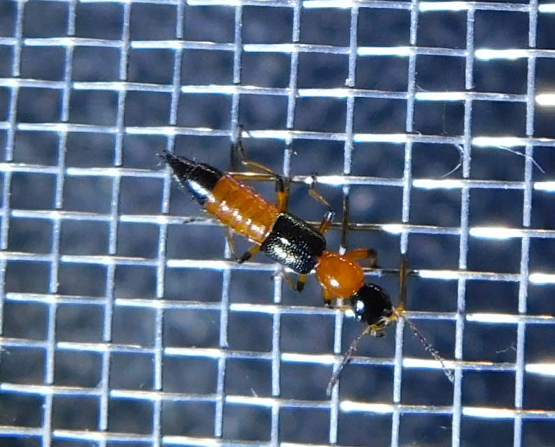 Paederus
