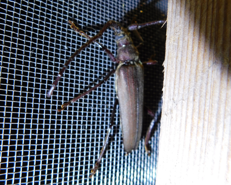 Aegosoma scabricorne - diófacincér