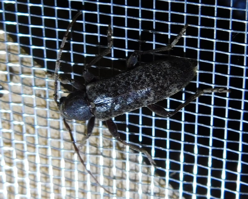 Trichoferus campestris - szállóvendég éjicincér