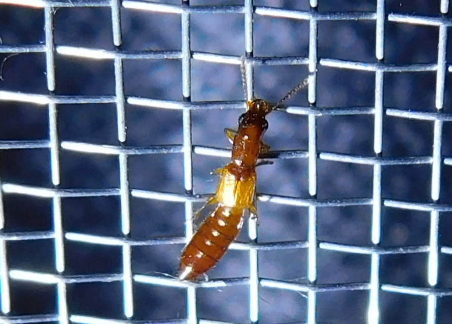 Planeustomus