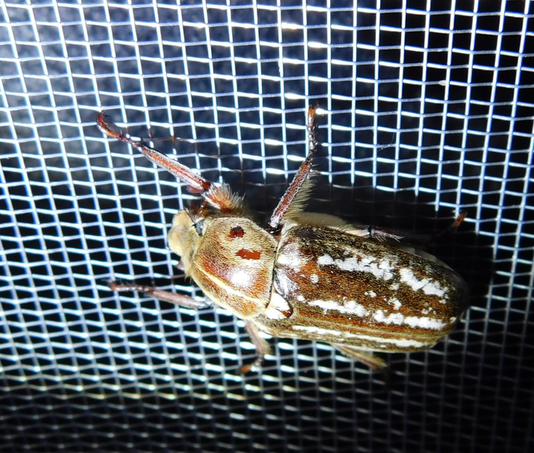 Anoxia orientalis - keleti cserebogár