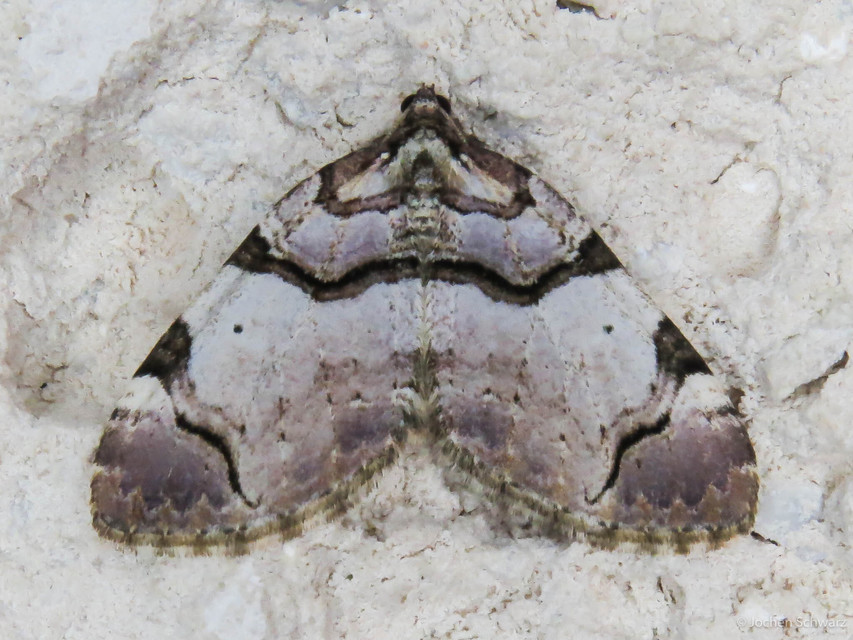 Anticlea derivata - vadrózsa-tarkaaraszoló