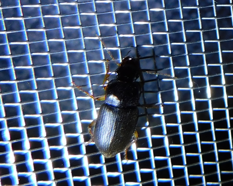 Harpalus griseus - kis selymesfutó