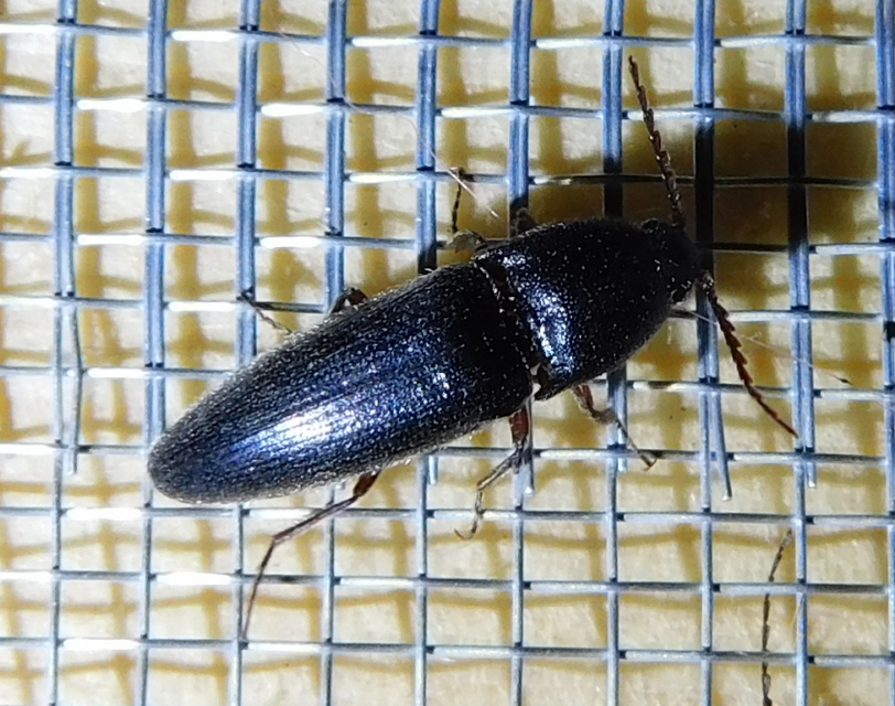Melanotus