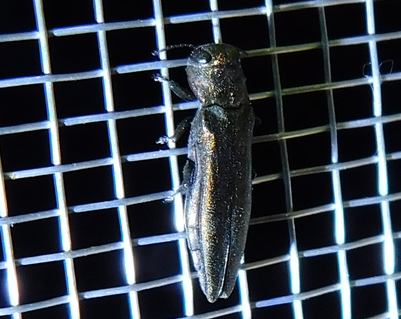 Agrilus suvorovi - nyárfa-karcsúdíszbogár