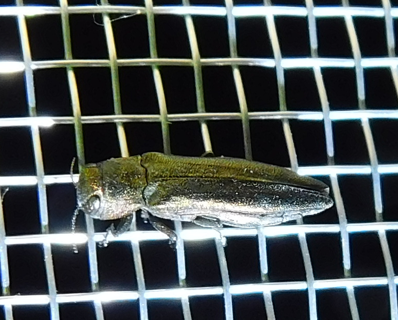 Agrilus suvorovi - nyárfa-karcsúdíszbogár