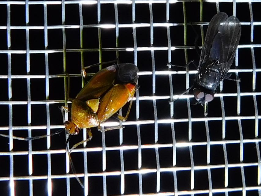 Deraeocoris ruber - vöröses mezeipoloska