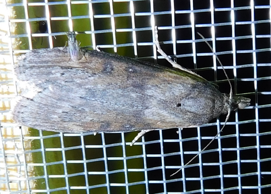 Lamoria