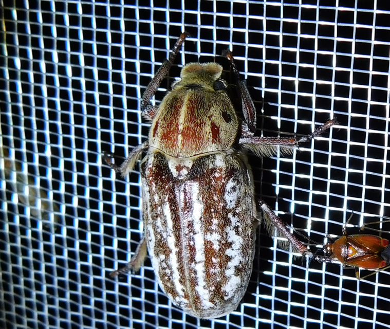 Anoxia orientalis - keleti cserebogár