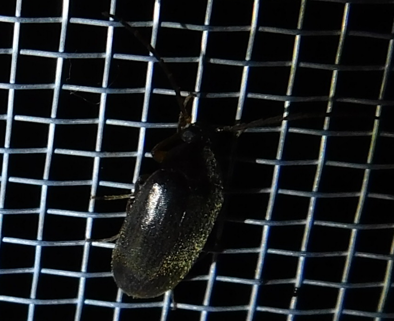 Hymenalia