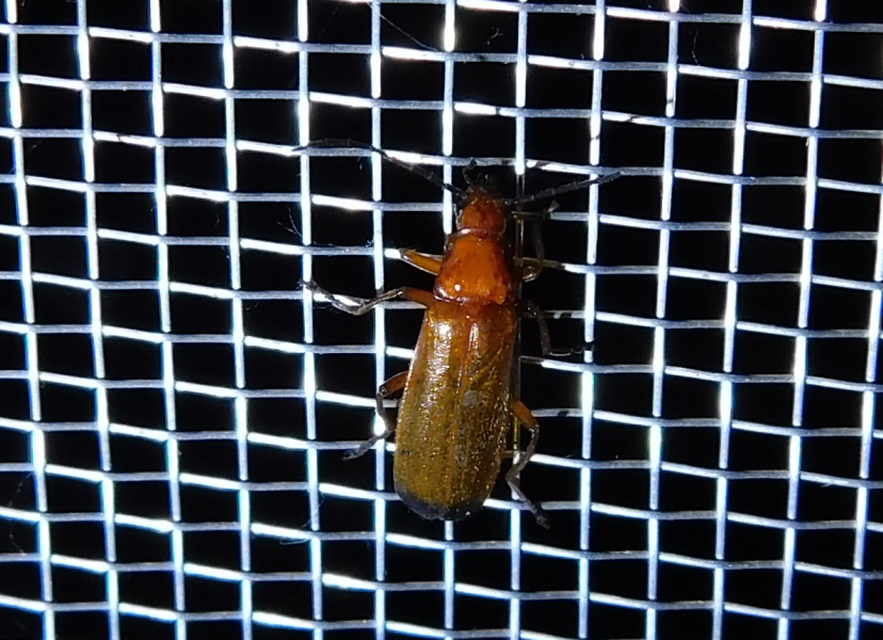 Rhagonycha fulva - feketevégű lágybogár