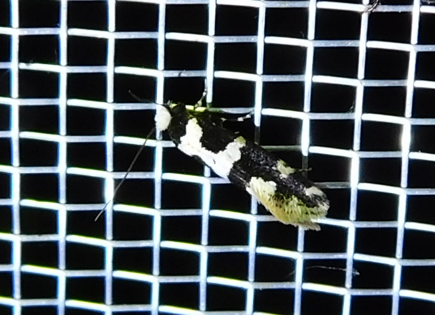 Neurothaumasia ankerella - magyarmoly