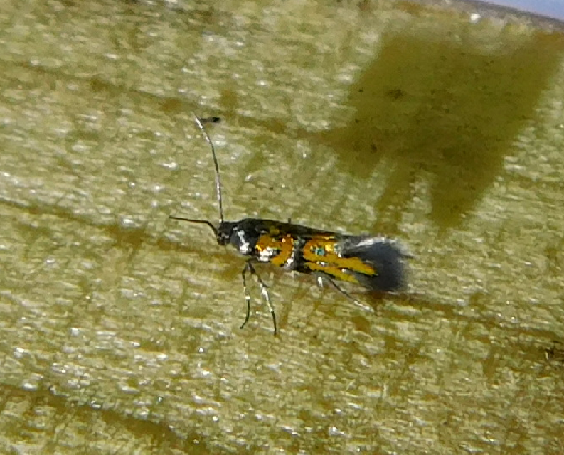 Chrysoesthia drurella - labodarágó sarlósmoly