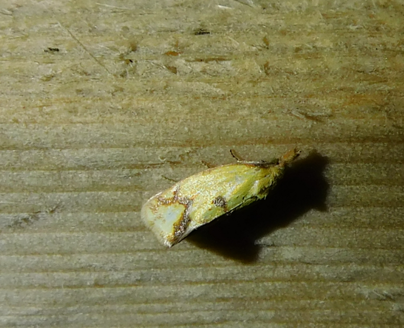 Agapeta hamana - közönséges sárgamoly