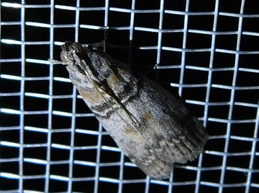 Sciota