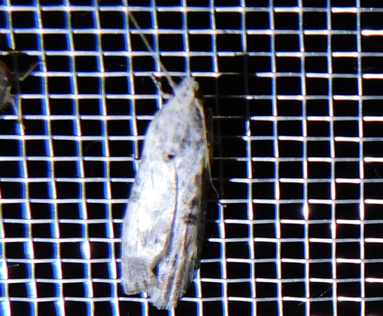 Lamoria
