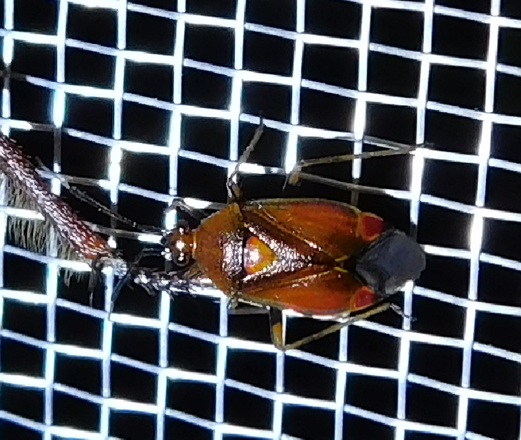 Deraeocoris ruber - vöröses mezeipoloska