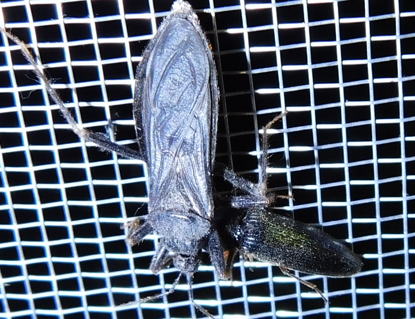 Reduvius personatus - szemetes zugpoloska