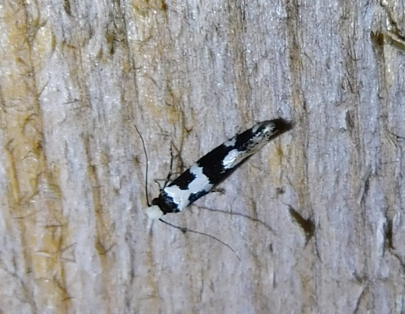 Neurothaumasia ankerella - magyarmoly
