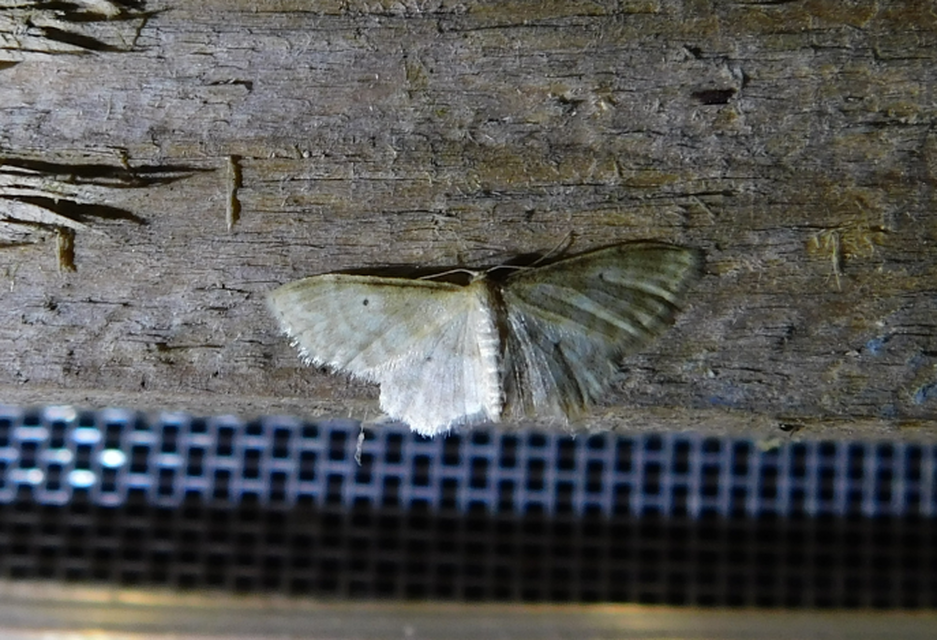 Idaea fuscovenosa - szürkeszélű apróaraszoló